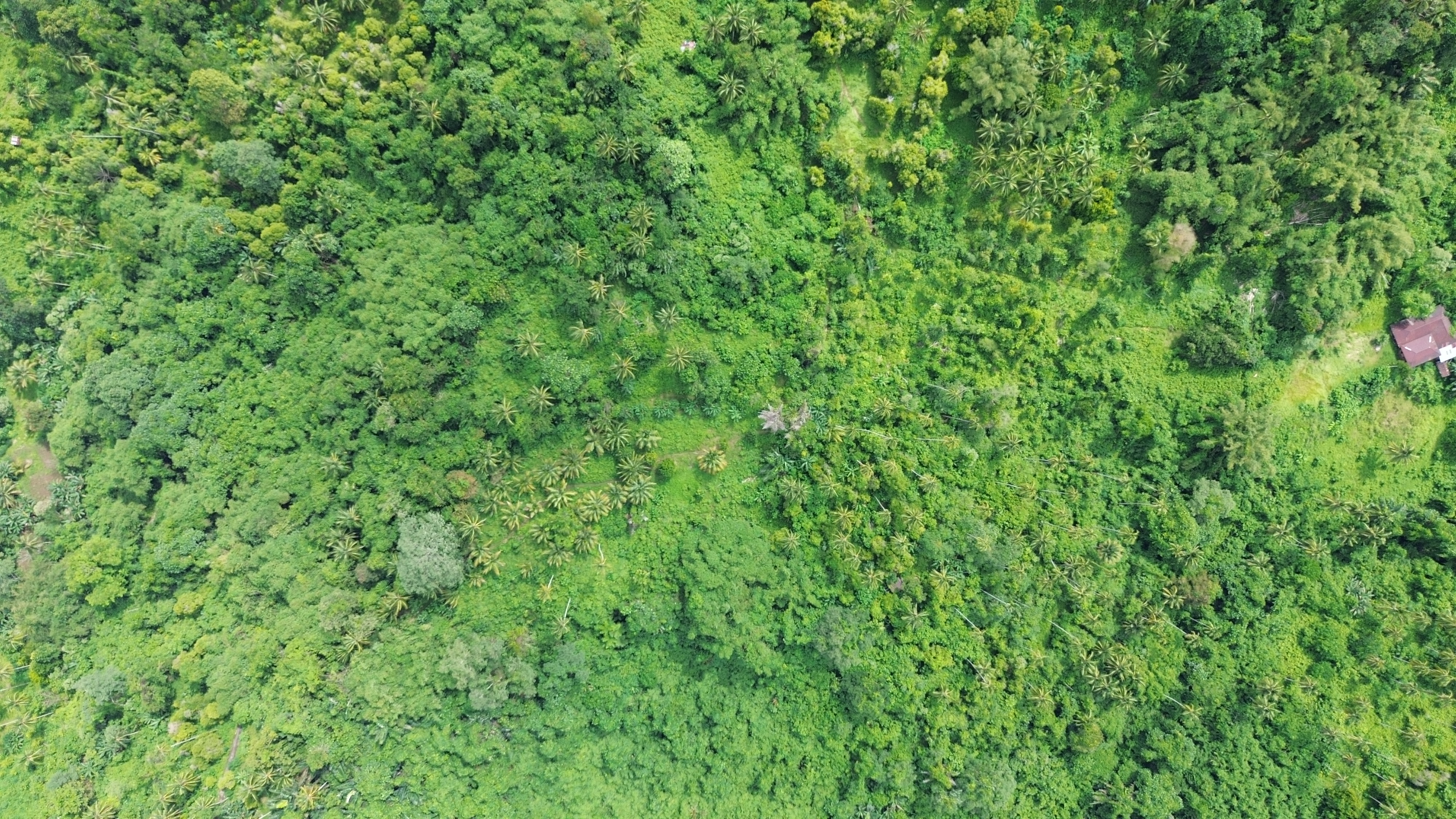 EWWON Plantation Aerial View 2